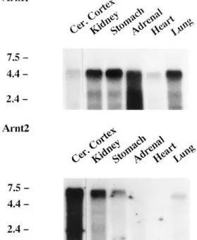 FIG. 2.  Northern blot analysis. Poly(A) /  mRNAs (8 mg) from adult rat tissues were used