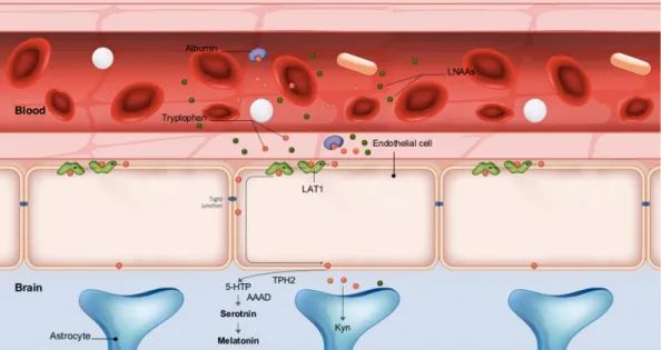 Figure 4. Tryptophan uptake and metabolism by the central nervous system: After degradation of  dietary proteins, Trp is present in the bloodstream in two forms: either linked to albumin (50–80%) or  in the free form