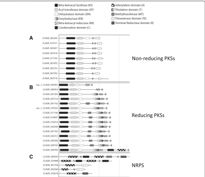 Fig. 11 Polyketide Synthase (PKS) and Non-Ribosomal Peptide Synthetase (NRPS) genes in C