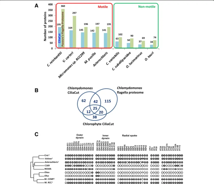 Fig. 5 Flagellar proteins. a Number of candidate flagella proteins in chlorophytes. Reference C