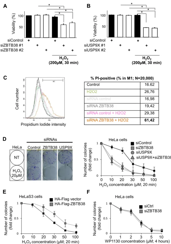 Figure 4. ZBTB38 and USP9X protect cells against H2O2-induced cell death. (A) Depletion of ZBTB38 by siRNAs sensitizes HeLa cell to killing by H 2 O 2 (200 ␮ M, 30 min)