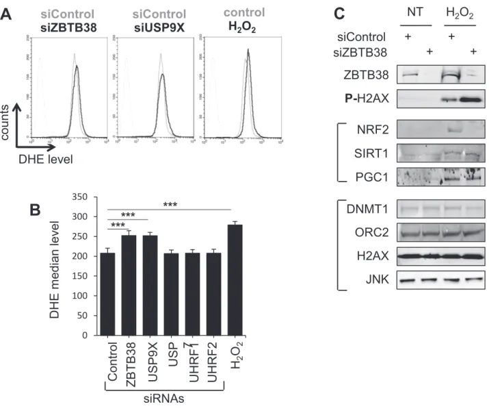 Figure 5. Depletion of ZBTB38 increases ROS levels and modifies the response to oxidative stress