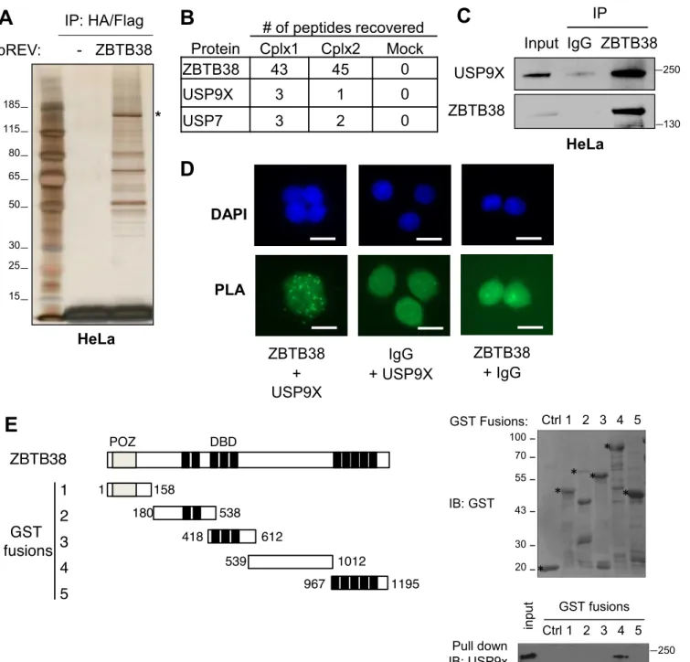 Figure 1. USP9X and ZBTB38 interact. (A) Silver staining of the purified HA-Flag-ZBTB38 complex