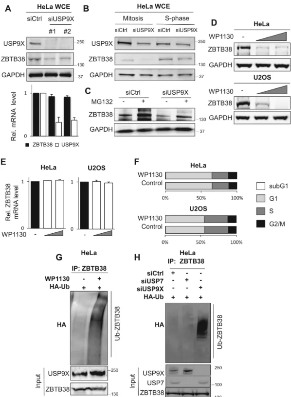 Figure 2. USP9X activity regulates ZBTB38 protein abundance. (A) Depletion of USP9X by siRNA causes a decrease in ZBTB38 protein abundance