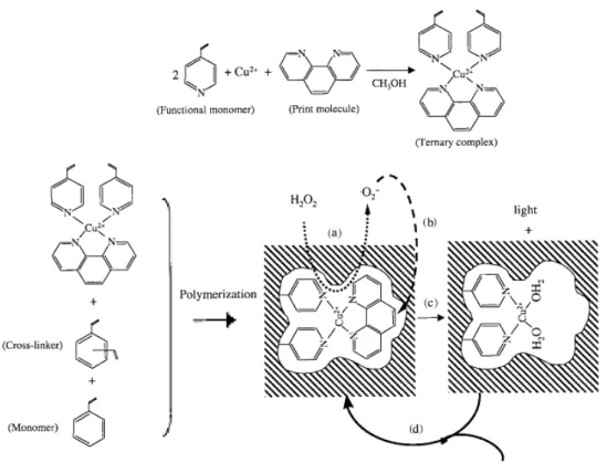 Figure 1-13. MIP et chimiluminescence. (a) Décomposition du complexe  phénanthroline-Cu(II)-4-vinylpyridine par catalyse avec le peroxyde d'hydrogène ; 