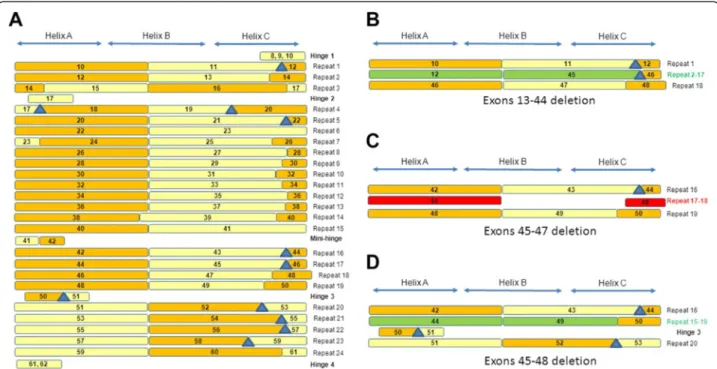 Figure 6 Fusion of the exon borders and repeat alignment. (A) The 24 repeats are represented by the exons encoding them (not by their helices) as rectangles with the following color code: orange for even-numbered exons and light yellow for odd-numbered exo