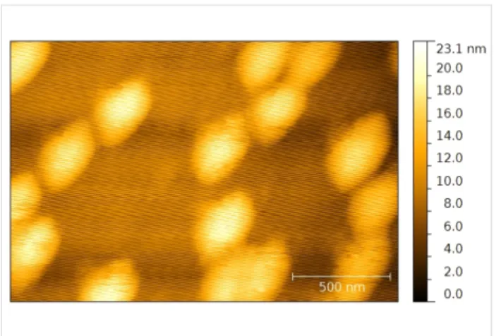Figure 4: AFM topography of the nanospheres on a substrate.