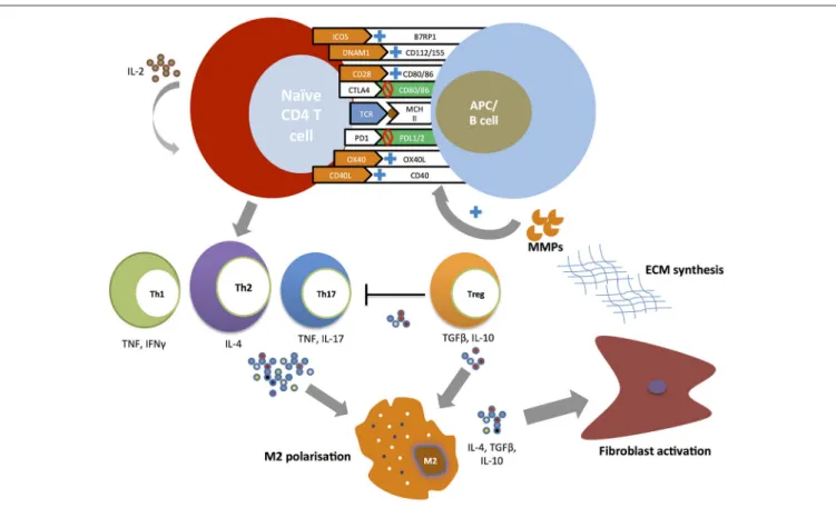FIGURE 1 | Costimulatory pathways and T cell responses in the pathogenesis of SSc. Naïve CD4+ T cells undergo expansion and differentiation at the time of T cell receptor (TCR) binding to a major histocompatibility complex (MHC) molecule carrying a peptide