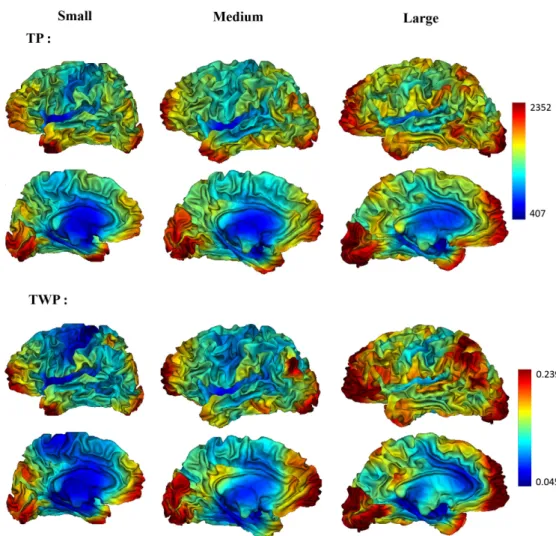 Fig. 2. Gyrification indices, TP and TWP, for 3 subjects with different sizes (the volume of the white matter), lateral and medial views, with window size τ = 200