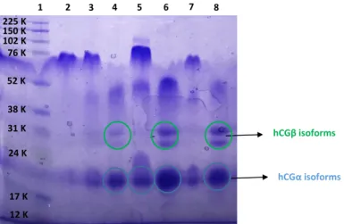 Figure  S1:  Study  of  the  reduction  conditions  on  r-hCG  by  SDS-PAGE.  Lane  1:  protein  molecular  weight  markers;  lane  2:  not  reduced  r-hCG;  lane  3:  2.5%  β-mercaptoethanol  at  95°C  during  3 min;  lane  4:  2.5%  mercaptoethanol  at  