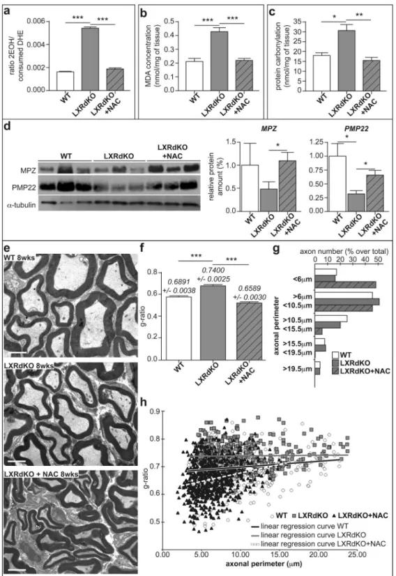 Figure 3.  N-acetylcysteine treatment markedly attenuates myelin status alteration in LXRdKO mice