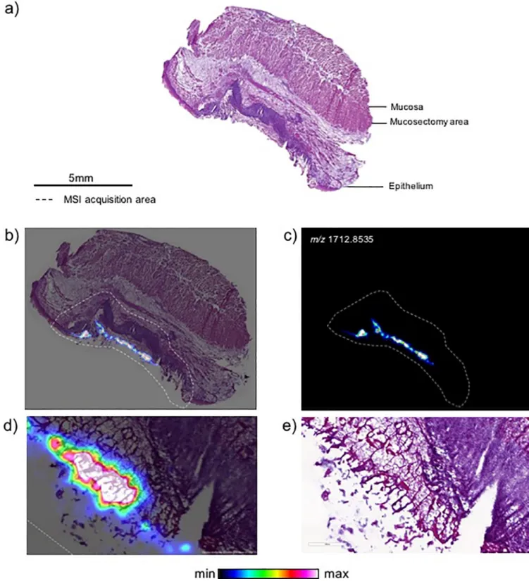 Fig 1. Distribution of PuraStat with MALDI spectrometry imaging in treated pig esophagus section at day 1