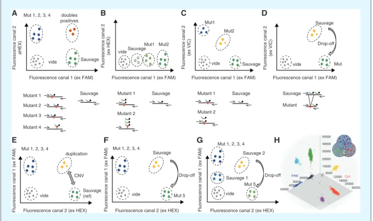 Figure 1. Approches de multiplexage en PCRd. Parmi les approches de multiplexage possible, la plus intuitive consiste à cibler tous les mutants d’intérêts par l’ajout de sondes d’une même couleur, chacune reconnaissant un variant différent