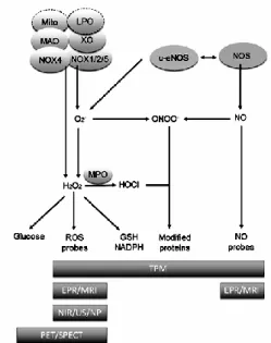 Fig. 1. S pectrum of different ROS imaging techniques.  In the upper part different sources  of ROS are shown: Mytochondria (mito), lipid peroxides (LPO), monoamine oxidase  (MAO), nicotinamide adenine dinucleotide phosphate oxidase  (NOX4 and NOX 1/2/5), 