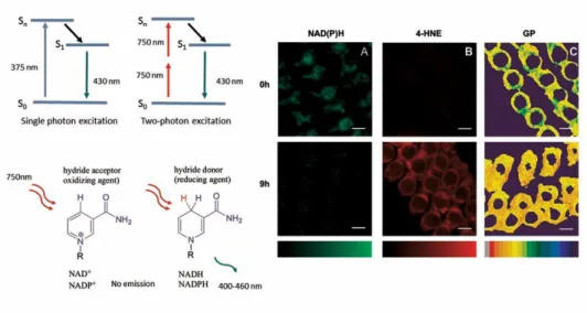 Fig. 2. Acoustic trauma induces NAD(P)H oxidation, lipid peroxidation and loss of mem- mem-brane fluidity