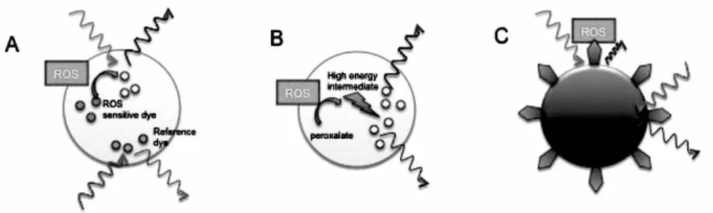 Fig. 3. Examples of Nanoparticles (NPs) adapted for ROS sensing (A) Polymer-based  NPs embedded with ROS-sensing and reference fluorescent dyes; (B) Chemiluminescent  NPs; (C) Metallic NP fluorescence quenching upon oxidation of functionalized ROS  sensi-t