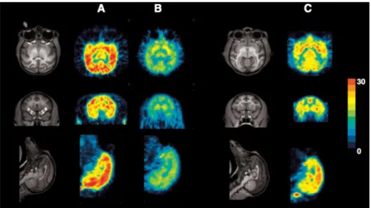 Fig. 4. Typical MR and PET images of  18 F-BCPP-EF in (a) normal young, (b) rotenone- rotenone-treated young, and (c) normal old monkeys (M