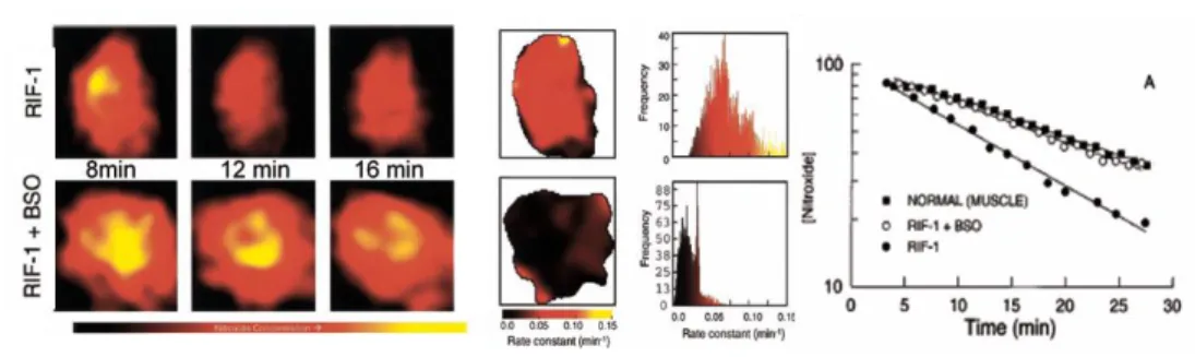 Fig. 7. EPRI of the thigh of mouse with implanted RIF-1 tumor.` Left: Selected EPR imag- imag-es of clearance of 3CP nitroxide in untreated and BSO  (glutation synthimag-esis agent.)  tu-mors