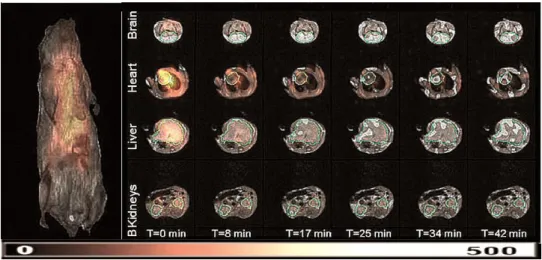 Fig. 8. Renderings of the superimposed 3D EPRI and 3D proton MRI of mice. The color  map is for the EPR intensity of the 3CP nitroxide probe distribution