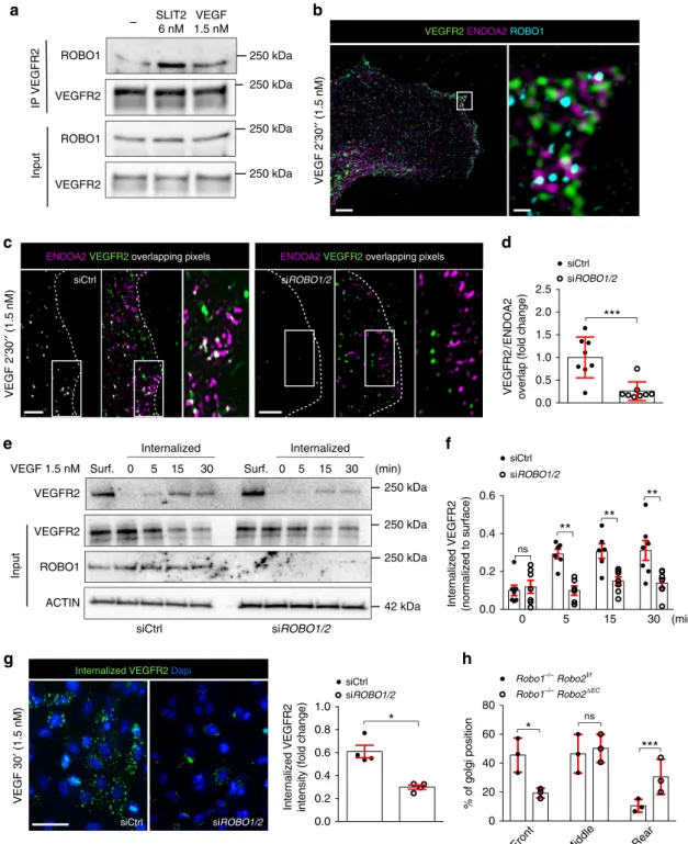 Fig. 5 ROBO1 promotes VEGF-induced ENDOA2-mediated VEGFR2 endocytosis. a VEGFR2 immunoprecipitation in HUVEC after VEGF (1.5 nM for 2 ′ 30 ″ ) or SLIT2 (3 nM for 2 ′ 30 ″ ) stimulation, and western blot for ROBO1 and VEGFR2