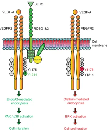 Fig. 8 Working model for ENDOA2-mediated VEGFR2 endocytosis.