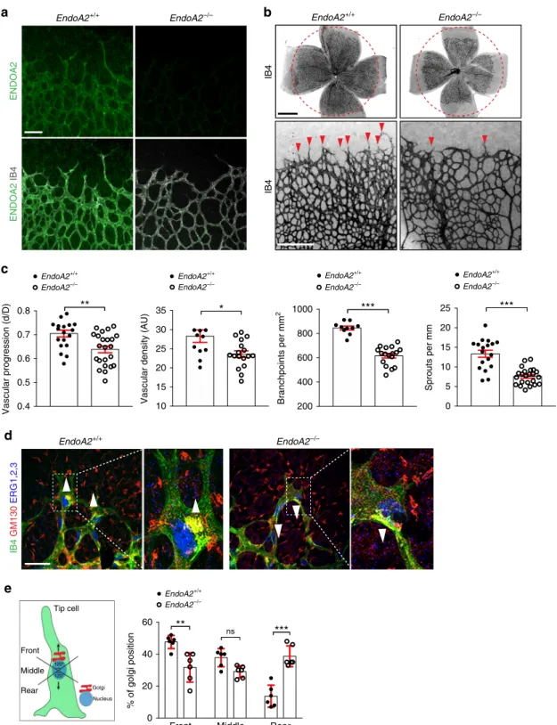 Fig. 1 ENDOA2 regulates postnatal mouse retina angiogenesis. a ENDOA2 and IB4 staining in retinal ﬂ atmounts from P5 mice