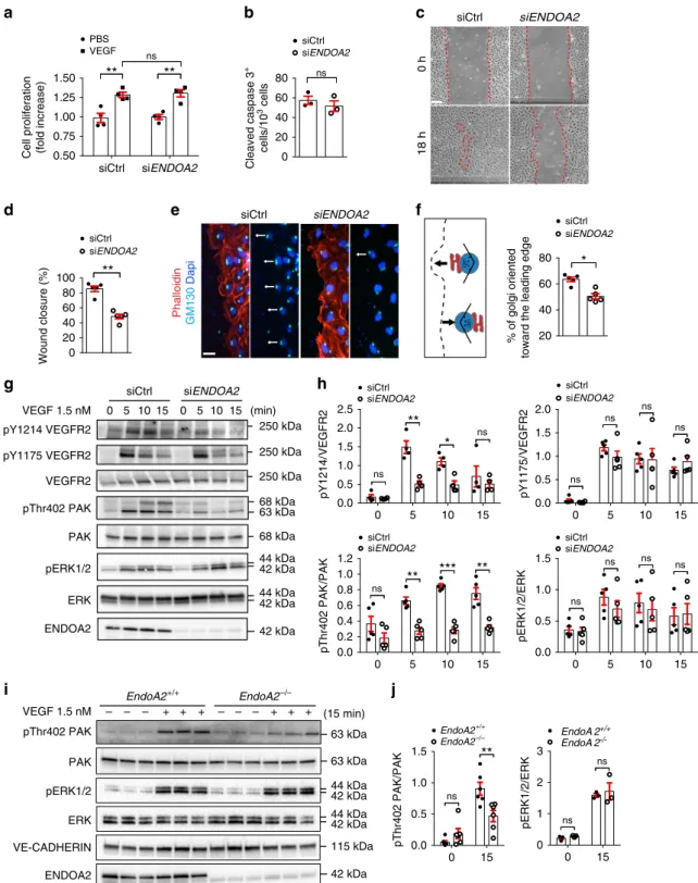 Fig. 3 ENDOA2 controls endothelial cell migration and polarity. a VEGF-induced cell proliferation (6 nM, 48 h stimulation) assessed by XCelligence system in siControl (Ctrl) and si ENDOA2 silenced HUVECs ( N = 4 independent experiments; two-way ANOVA: ns P