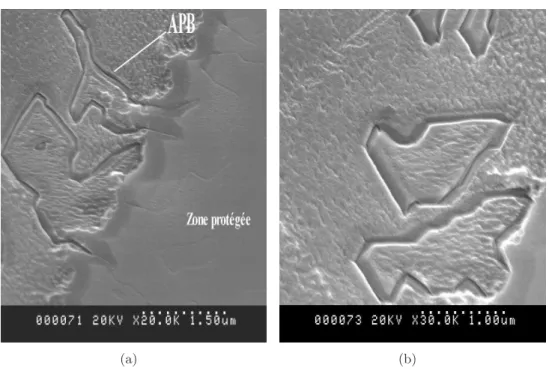 Fig. 1.33: Surface d’un ´echantillon apr`es r´ev´elation des parois d’inversion par d´ecoration chimique (MEB).