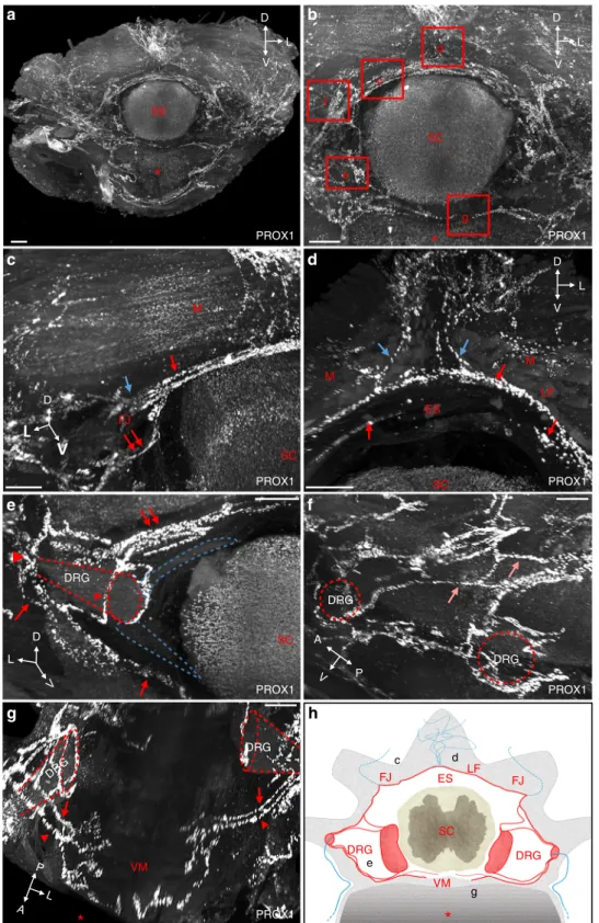 Fig. 2 Modular architecture of vertebral lymphatic vasculature. a Frontal view of a cleared thoracic vertebra stained with an anti-PROX1 antibody