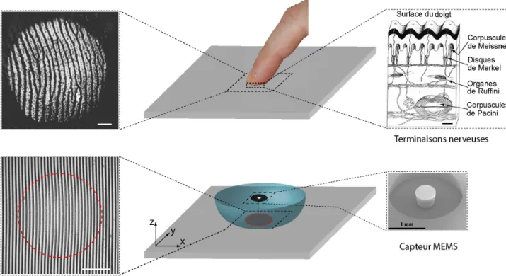 Figure  2  :  Principe  de  l’approche  biomimétique.  Panel  du  haut :  l’extrémité  du  doigt  humain  est  couverte  d’empreintes  digitales  (photo  de  gauche)  et  contient  un  grand  nombre  de  terminaisons  nerveuses  mécano-réceptrices  distrib