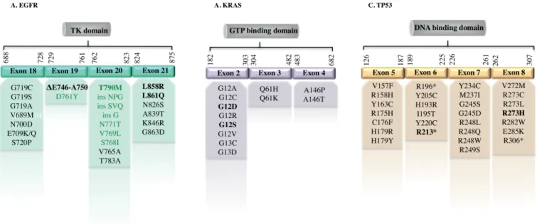 Fig 2. Mapping of most frequent EGFR , KRAS and TP53 mutations. In EGFR gene (A), most of the mutations occur within Tyrosine Kinase (TK) domain (in light green, those associated with drug resistance)