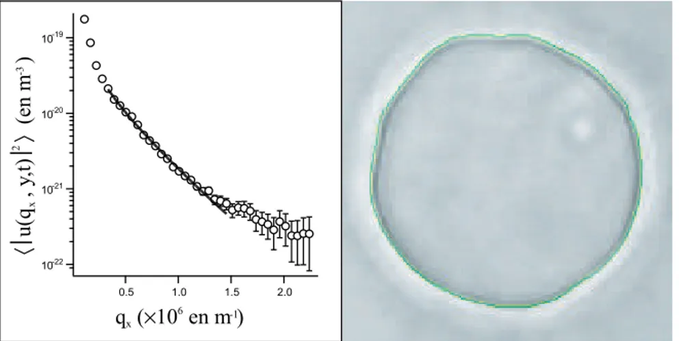 Fig. II.7 - Analyse de contour d’une v´esicule fluctuante (trac´e en vert ici). L’algorithme mis au point par J