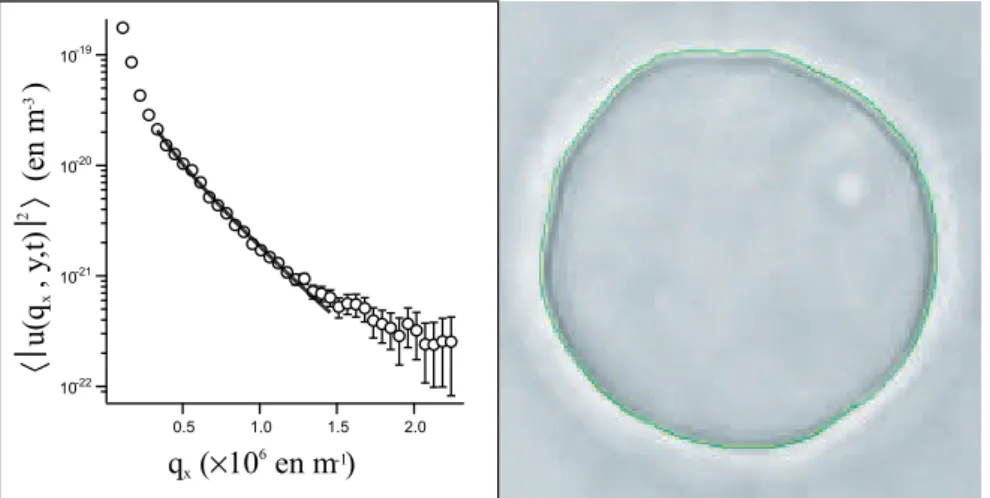 Fig. II.7 - Analyse de contour d’une v´esicule fluctuante (trac´e en vert ici). L’algorithme mis au point par J