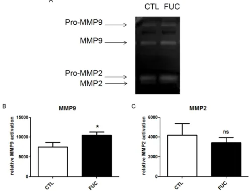 Figure 3. Impact of fucoidan on monocyte MMP9 expression (gelatinolytic activity):  