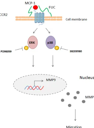 Figure 5. Schematic overview of the effect of fucoidan on monocyte migration. Fucoidan  bound to the cell membrane enhances MCP-1 interaction with its receptor CCR2