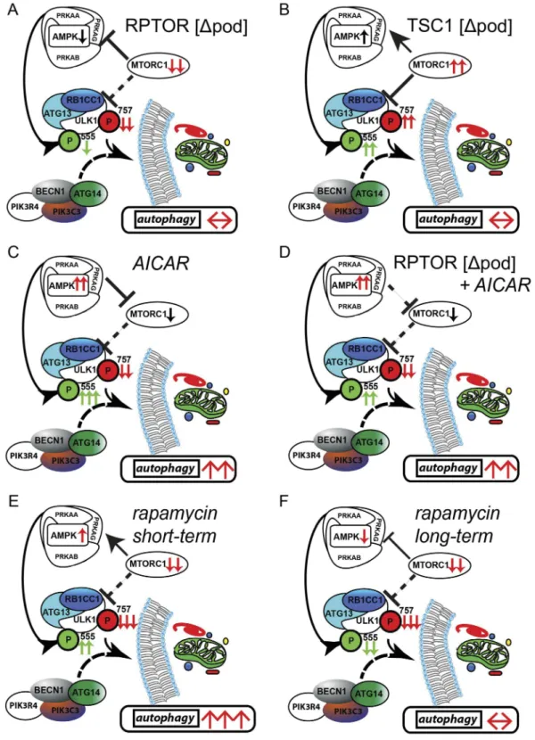Figure 7. Activation of AMPK stimulates autophagy independently of MTOR activity. (A) AMPK activity is reduced if MTORC1 signaling is genetically impaired (activating phosphorylation sites at ULK1 are displayed in green, inhibitory sites are in red)