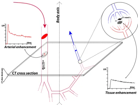 Figure 1: DCE-CT experiment and contrast agent circulation. The patient body is materialized by the mixed arrow.