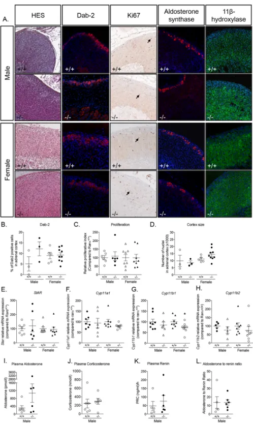 Figure 6.  Adrenal cortex disorganization persists with aging in Rarα -/-  mice. (A) Morphological  characterization of adrenals from 52 weeks old male and female Rarα +/+  and Rarα -/-  mice