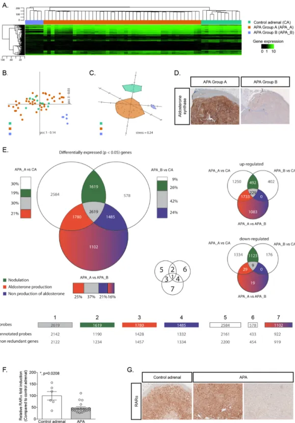 Figure 1.  Transcriptome analysis reveals two distinct subgroups of APA. (A) Hierarchical clustering using  Euclidean distance and complete linkage of 48 APA and 11 control adrenals