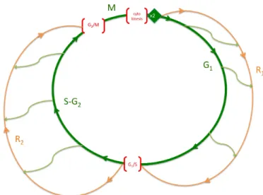 Fig. 5 From [24], illustration of a new model of the cell cycle with repair: cell cycle phases G 1