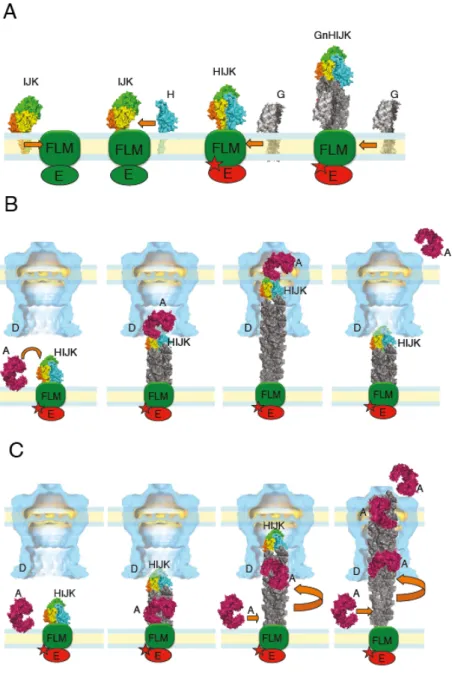 Fig. 4. Models of pseudopilus assembly and function in protein secretion. (A) The minor 654 