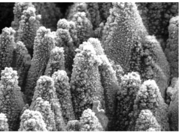Fig. 1 Low resolution SEM of the black silicon surface (Ref. 29).