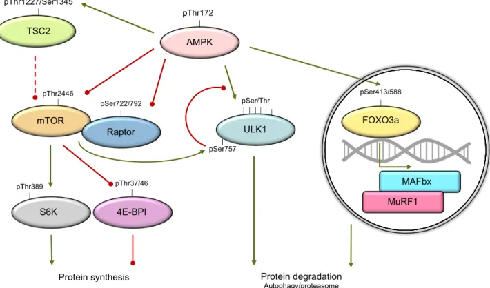 Figure 5. Role of AMPK in protein metabolism. Activation of AMPK increases phosphorylation of regulatory associated protein mTOR (Raptor) and mTORC1 itself as well as TSC2, an indirect inhibitor of mTORC1