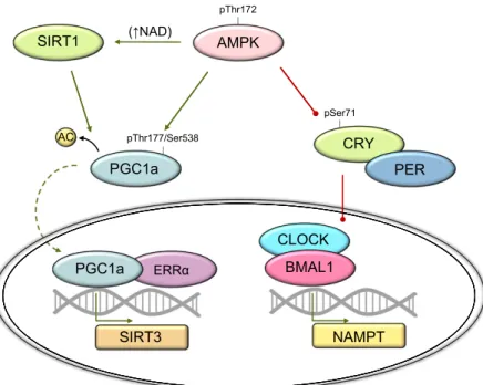 Figure 6. Role of AMPK in mitochondrial function and cellular energy charge. Activation of AMPK enhances phosphorylation of PGC-1a.