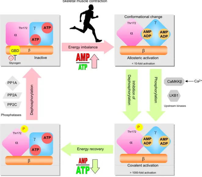 Figure 2. Regulation of AMPK in skeletal muscle during contractile activity. Exercise induces an energy imbalance in muscle, which leads to a rise in intracellular AMP and ADP concentrations