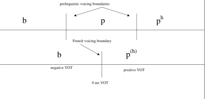 Figure 2 0 ms VOTbp p hbp(h)negative VOTpositive VOTFrench voicing boundary