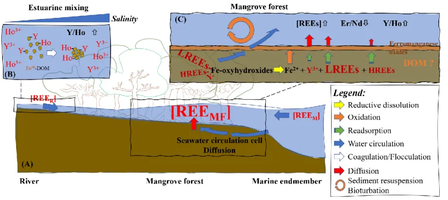 Figure 6: Schematic represention of the REE cycle in tropical mangrove-dominated estuaries (A)