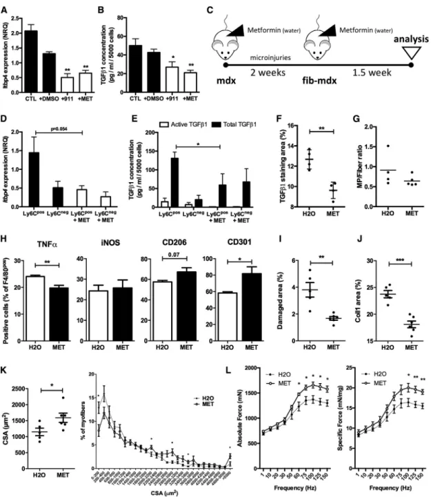 Figure 5. AMPK a 1 Activation Regulates Latent TGF- b 1 Secretion through the Control of ltbp4 Expression in Macrophages
