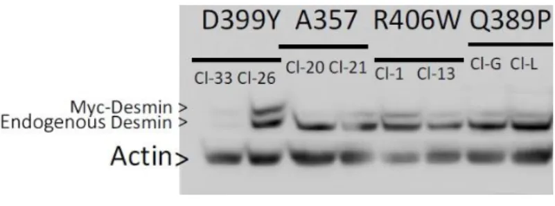 Figure  2:  Steady-state  desmin  expression  levels.  Western  blot  of  endogenous  and  human  Myc-