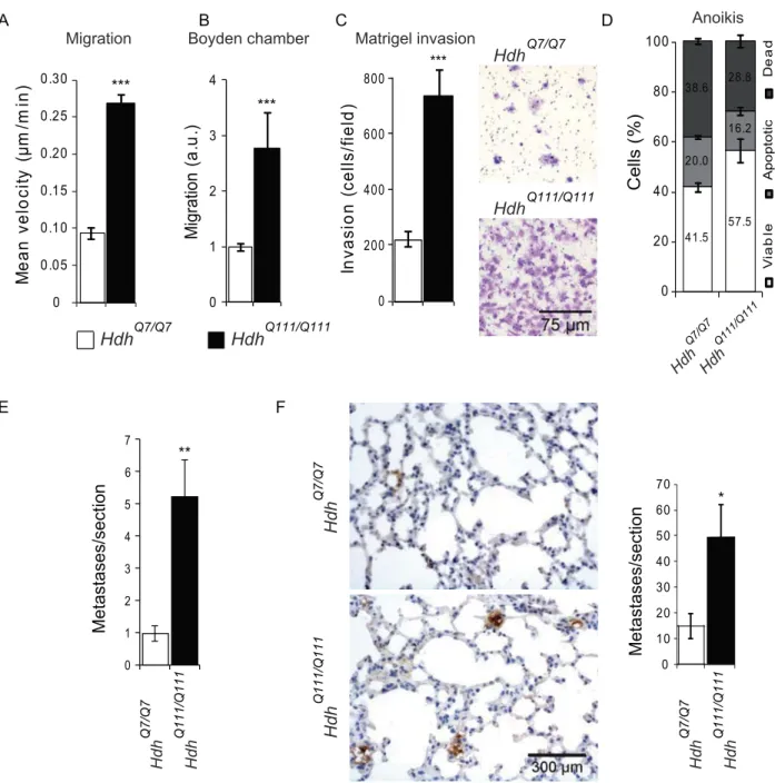 Figure 4. PolyQ-huntingtin promotes mammary cancer cell motility, resistance to cell death and distal metastases in the lung.